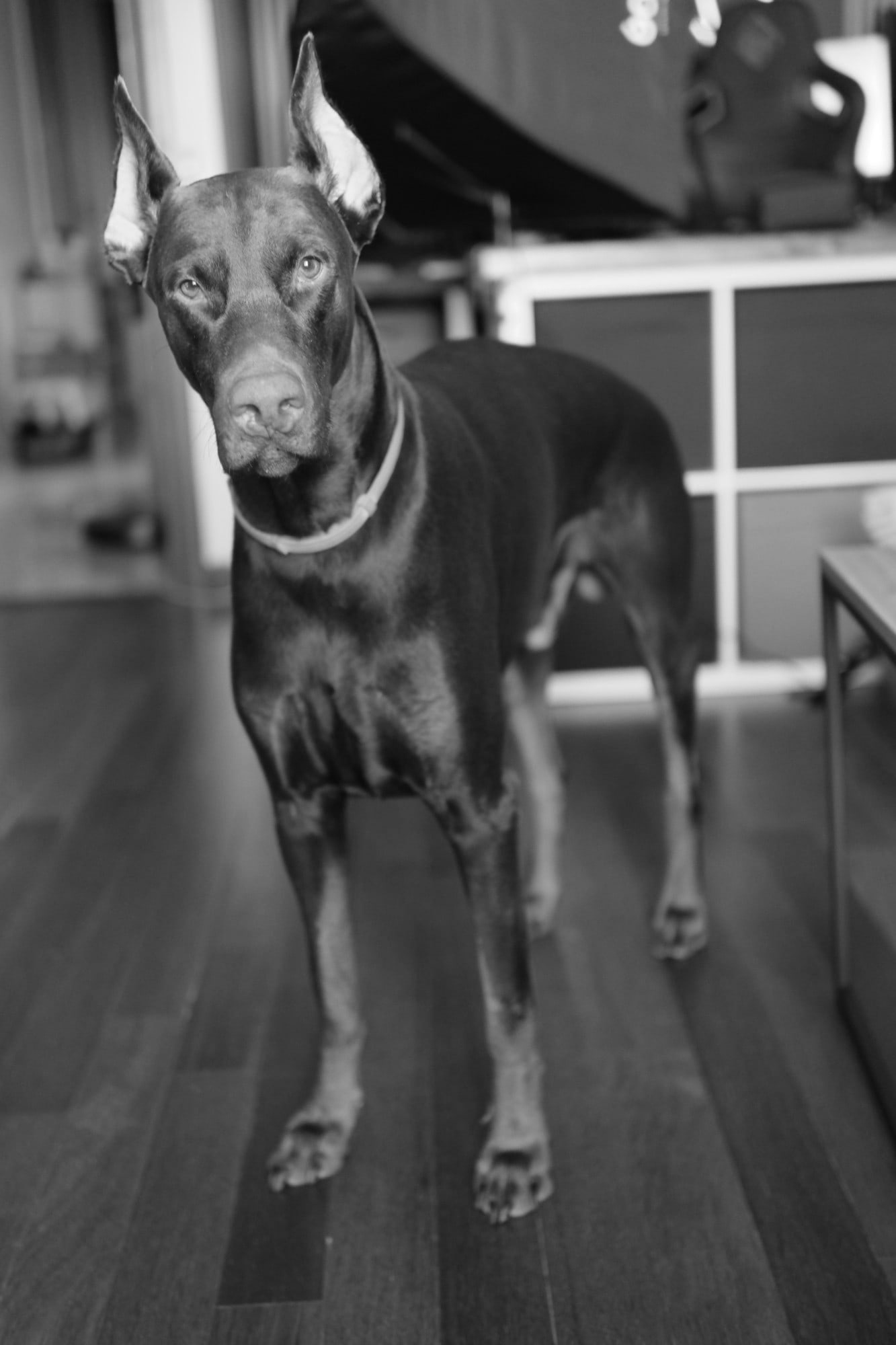 Otto, bir doberman, siyah beyaz fotoğrafta ahşap zeminde ayakta durup kameraya bakıyor